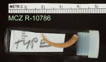 Media type: image;   Herpetology R-10786